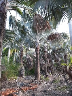 Palm trees blow out sale