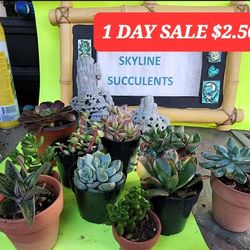 1 DAY SUCCULENT SALE THIS SUNDAY IN SAN LORENZO FROM 1PM TO 6PM