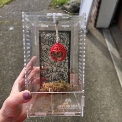 Spider Jumper Enclosure