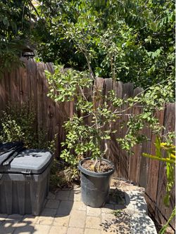 Strawberry guava tree