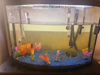 36 gallon bow front complete setup