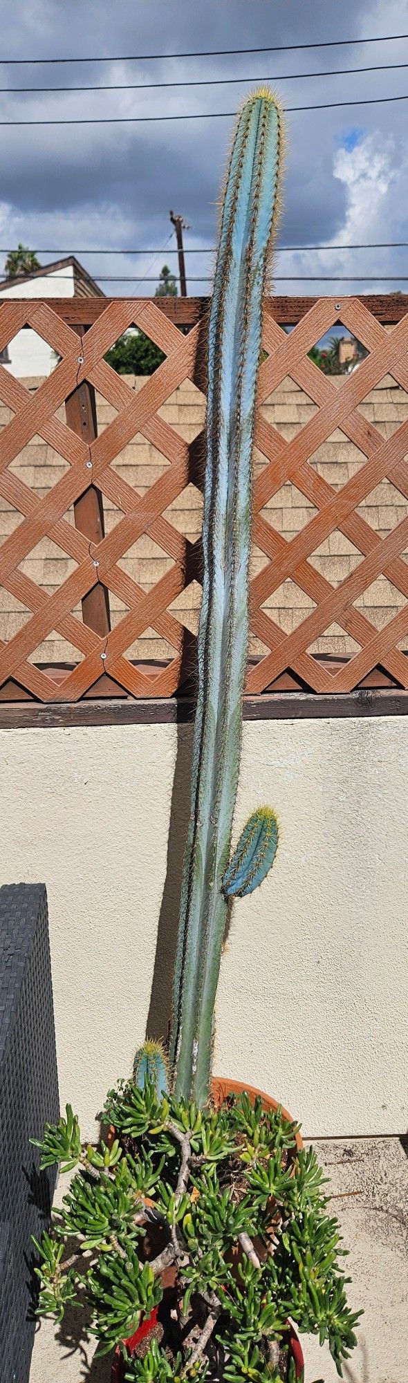 Plants