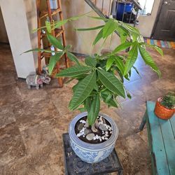 Live Money Tree Plant In 10in Ceramic Pot 
