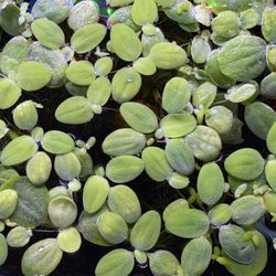 Dwarf Water Lettuce Floating Plant