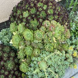 Lots Of Live Succulents 