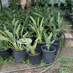 Birds Of Paradise Plants