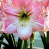 GoldenBloomFarm