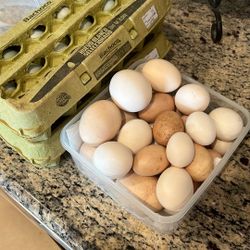 Chickens Also Fertile Farm Race Free Room