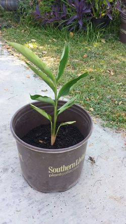 Planta de canela/ cinnamon