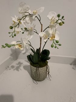 Flower and plan arrangements