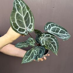 Xl Anthurium Doc Block Michelle W/2 Plants 