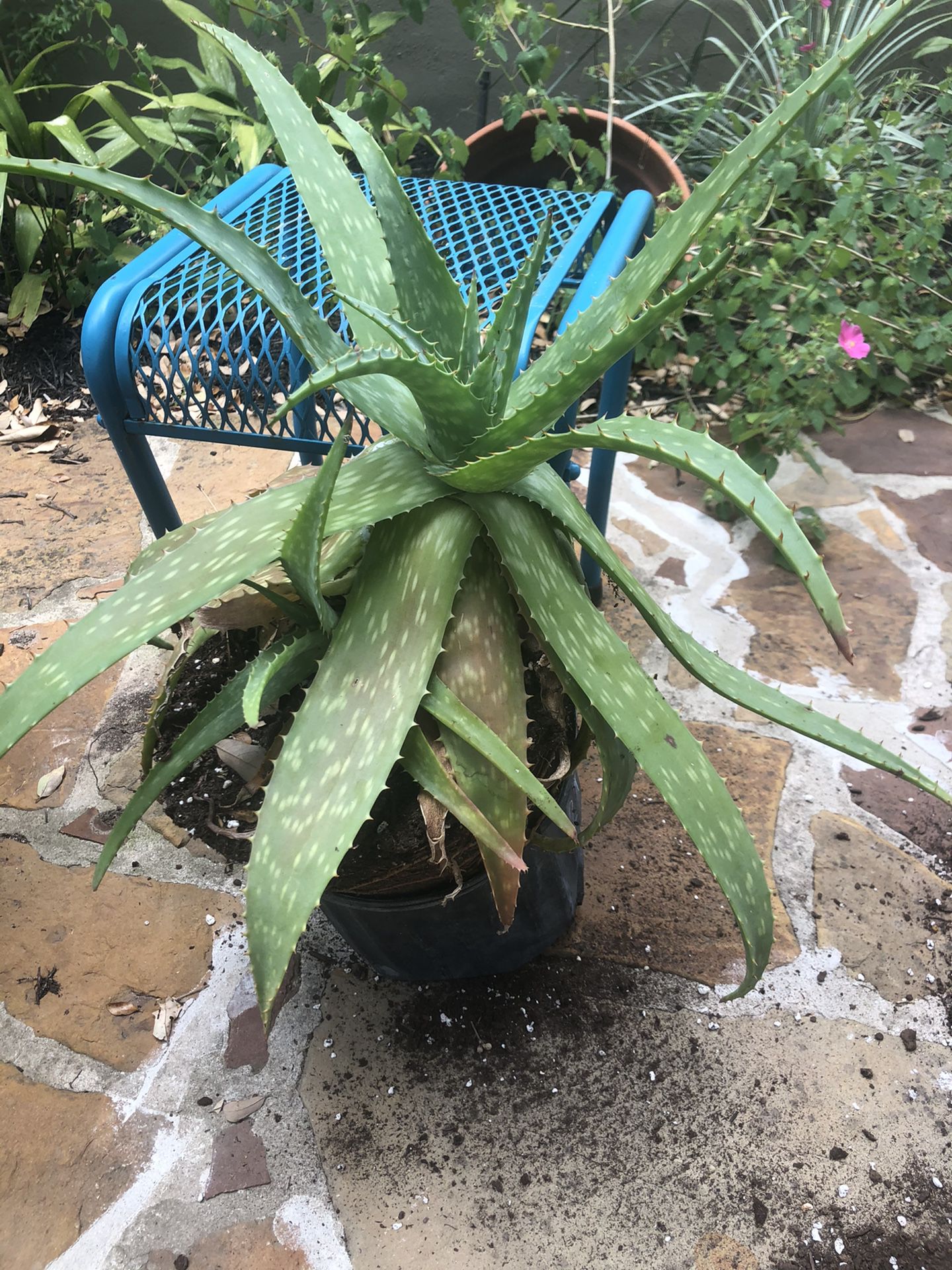 Large Aloe Plant