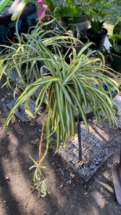 PLANTA LISTÓN O MALA MADRE