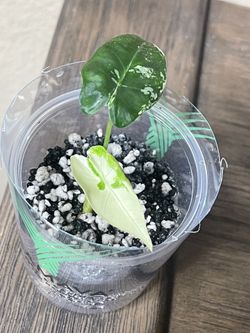 Variegated Alocasia Frydek