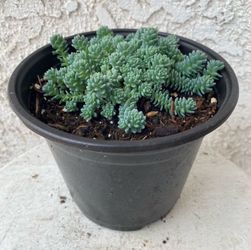 6 Inch Pot Succulent Plant - Sedum Dasyphyllum Major Corsican Stonecrop - Rooted & Established Plant - Drought Resistant - 🪴