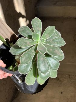Succulent ( $5 )