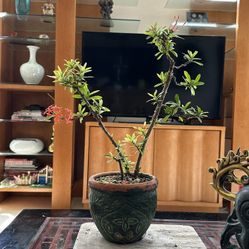 Ixora Bonsai