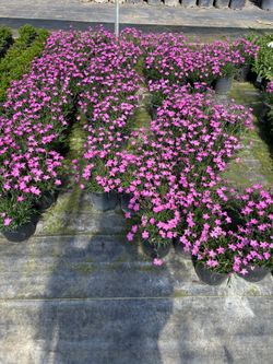 Plants For Sale ///planta A La Venta 