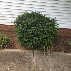 Front Bushes Decorative 