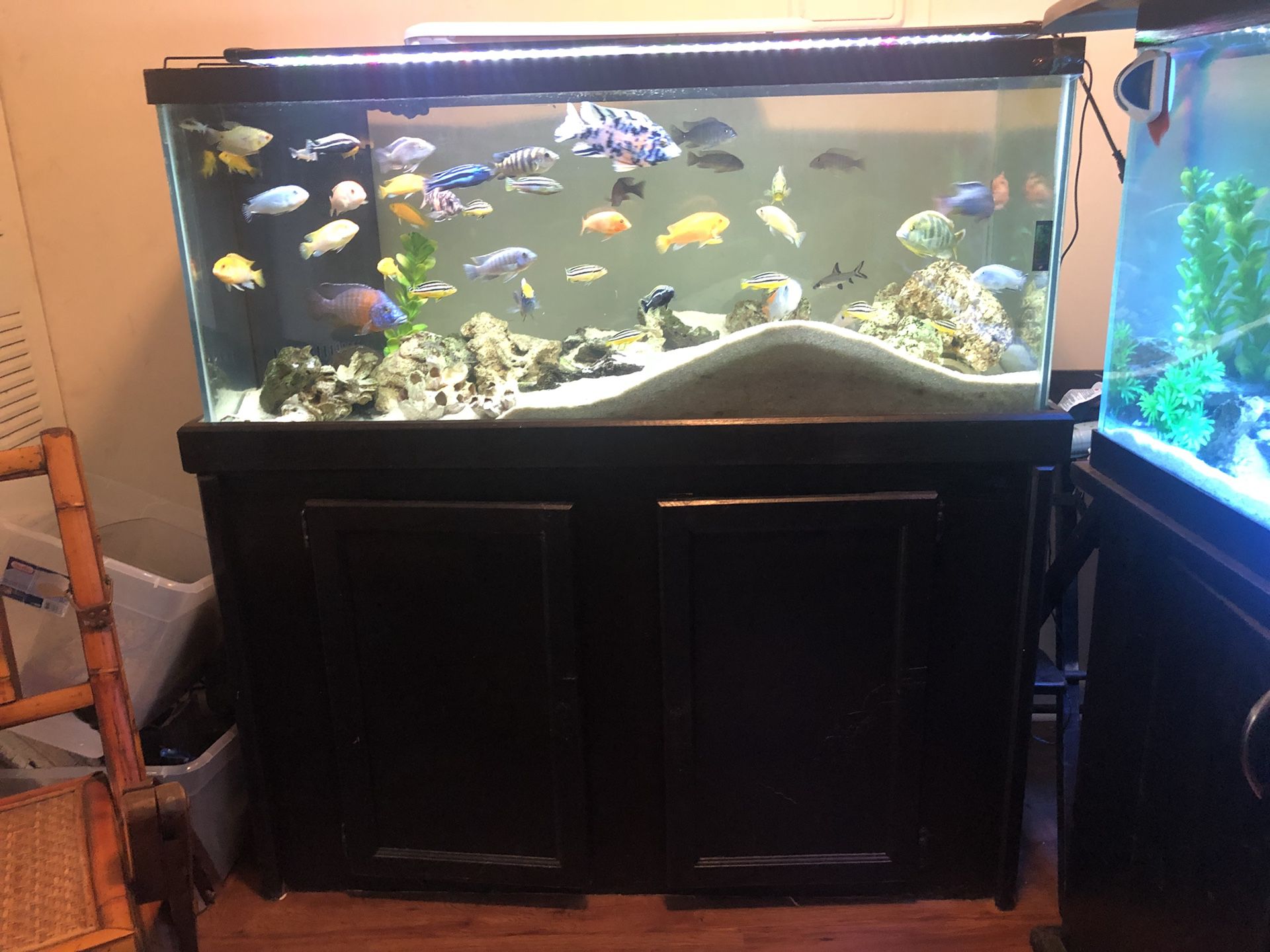 75 gallon Fish Tank