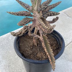 Kalanchoe Mother of Thousands plant