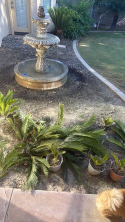 Sago Palms