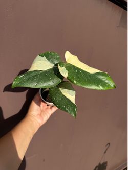 4” Thai constellation
