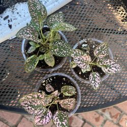 Pink Polka Dot Plant