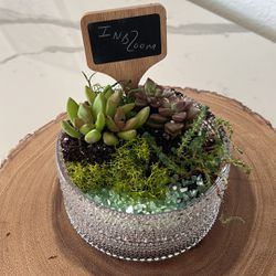 Mothers Day Succulents Starting At 40$