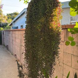 Plants 