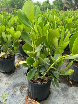Clusias about 2 feet tall instant privacy hedge for fence