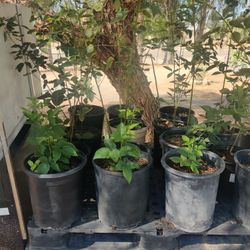 Blackberry Trees Thornless Please Read Description