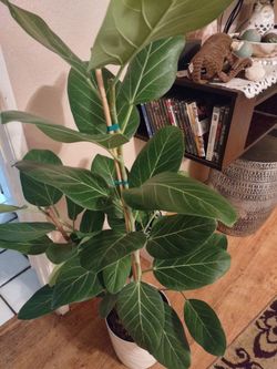 Beautiful Ficus Audrey Tree 🪴