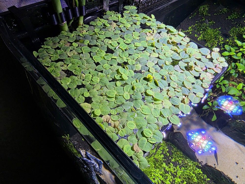 Red Root Floaters - Aquarium Plant