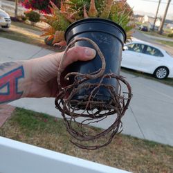 Plants For Adoption 