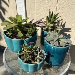Turquoise  Succulent Pots