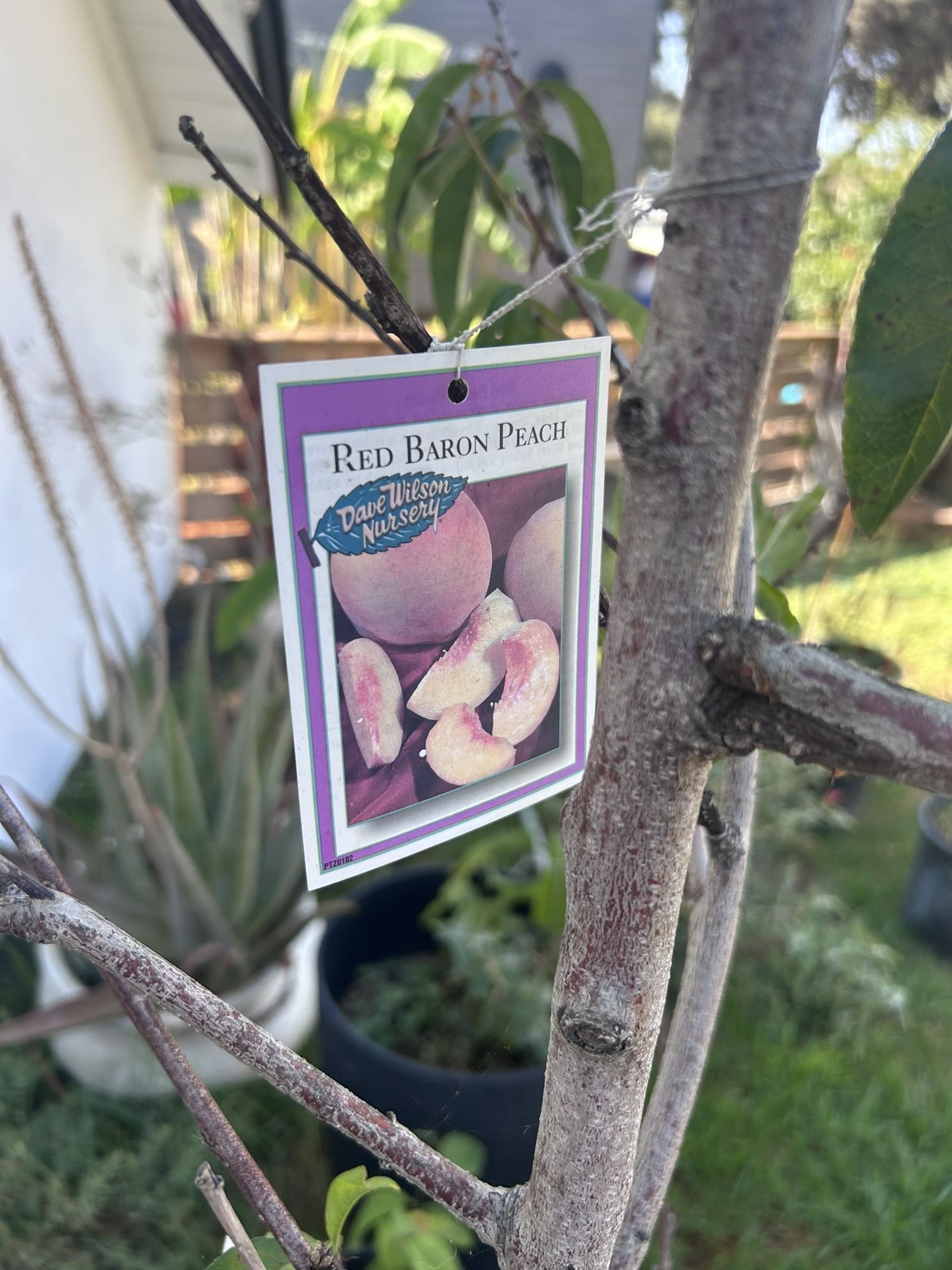 Red Barron Peach Tree Ceramic Pot