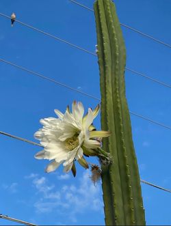 San Pedro cactus $120 Each