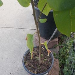 Charimoya 