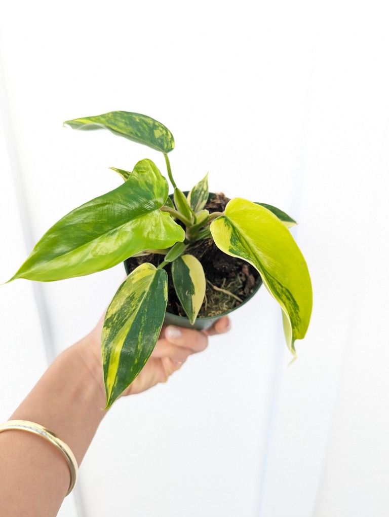 Collector's Plant: Philodendron Florida Beauty Variegated 4" Pot - Indoor House Plants