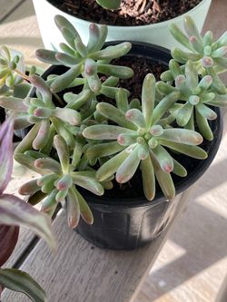 Succulent Plant $ 5