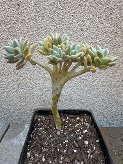 Crested Mother of Pearl Succulent Plant
