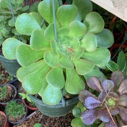 Large Succulent Plant
