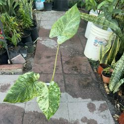 Variegated Alocasia