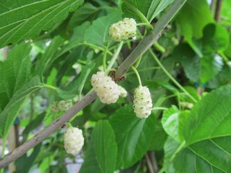 Black/Red/White/Pakistan Mulberry
