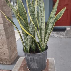 Plant Snake $25.00 In Donna Inside The City Not Far From Old 83