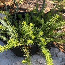 Creeping Jenny  Two Available 10 ..00 Ea