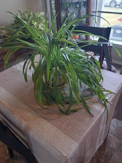 Plants in nice ceramic pots