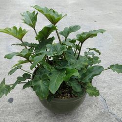 Philodendron Xanadu Plant with Decorative pot