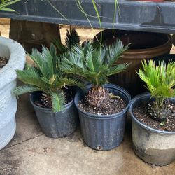 Sago Palm $18 Each